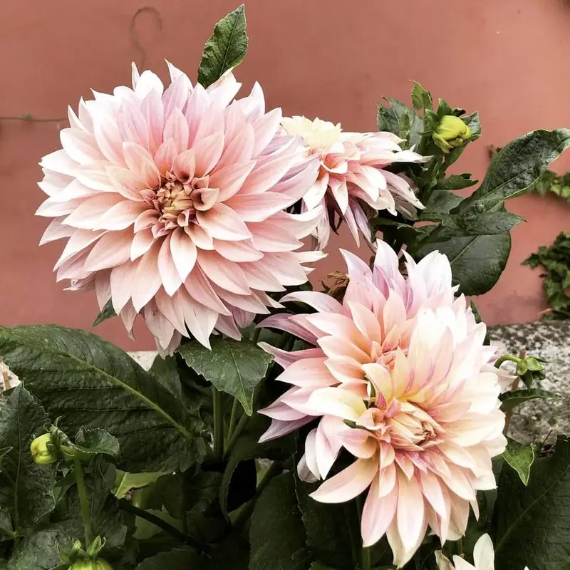 Dalie in fiore