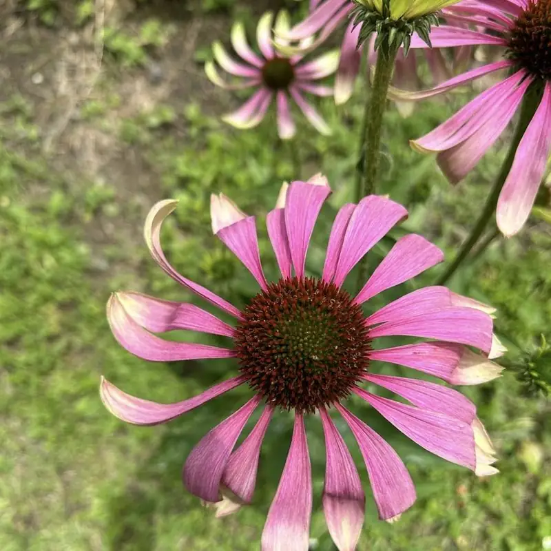 Echinacea nel giardino