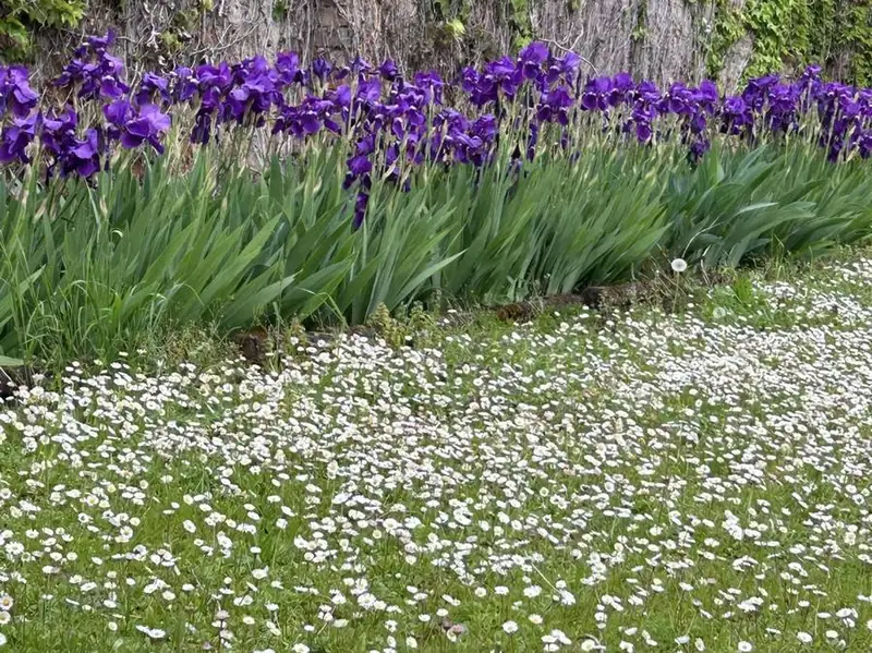 Iris e margherite lungo il muro