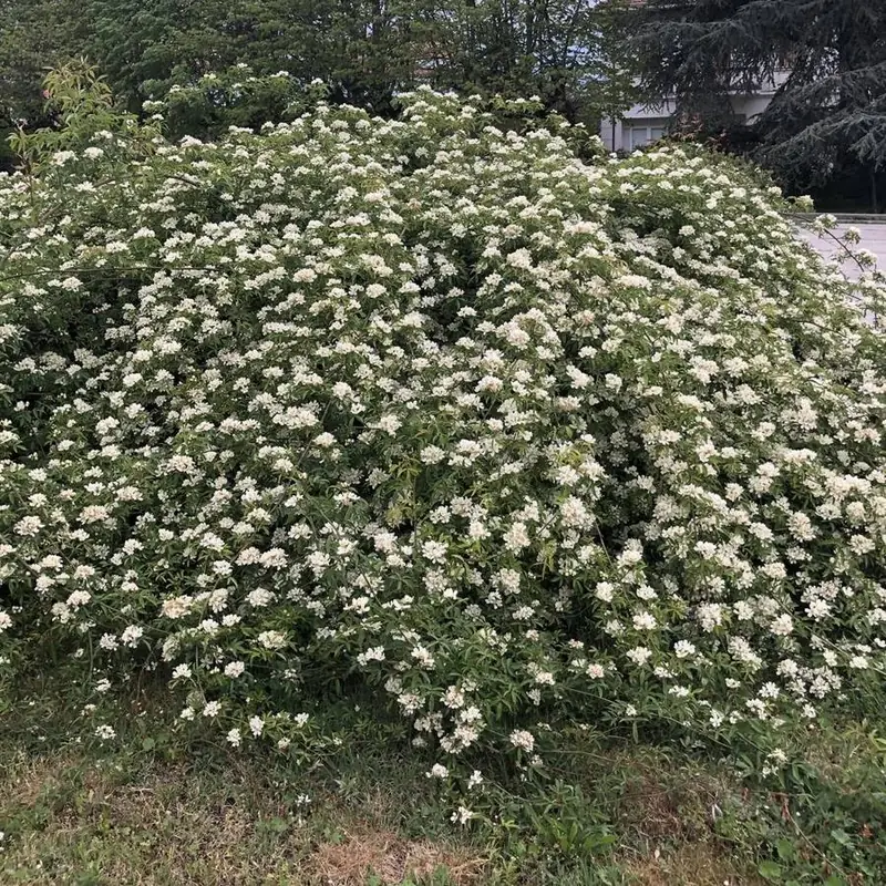 Una banksia in fiore