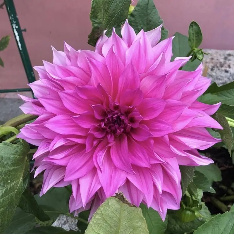 Una dalia decorativa