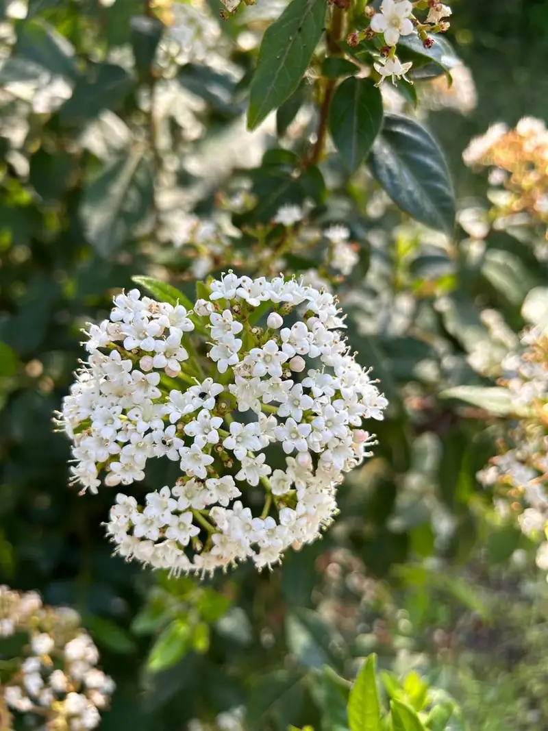 Viburno in fiore