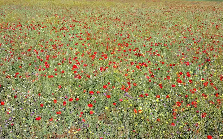 Prato fiorito